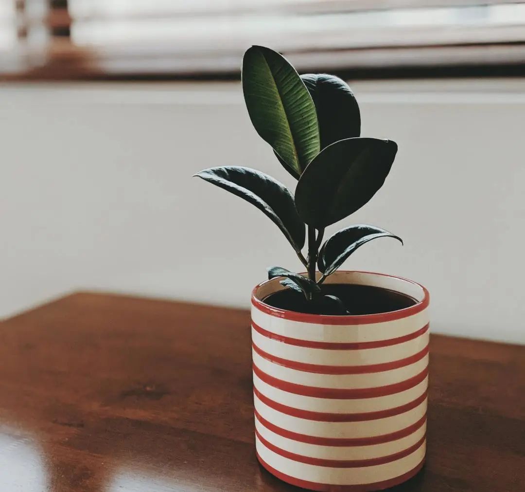 常见50种植物（50种常见的室内盆栽绿化植物）