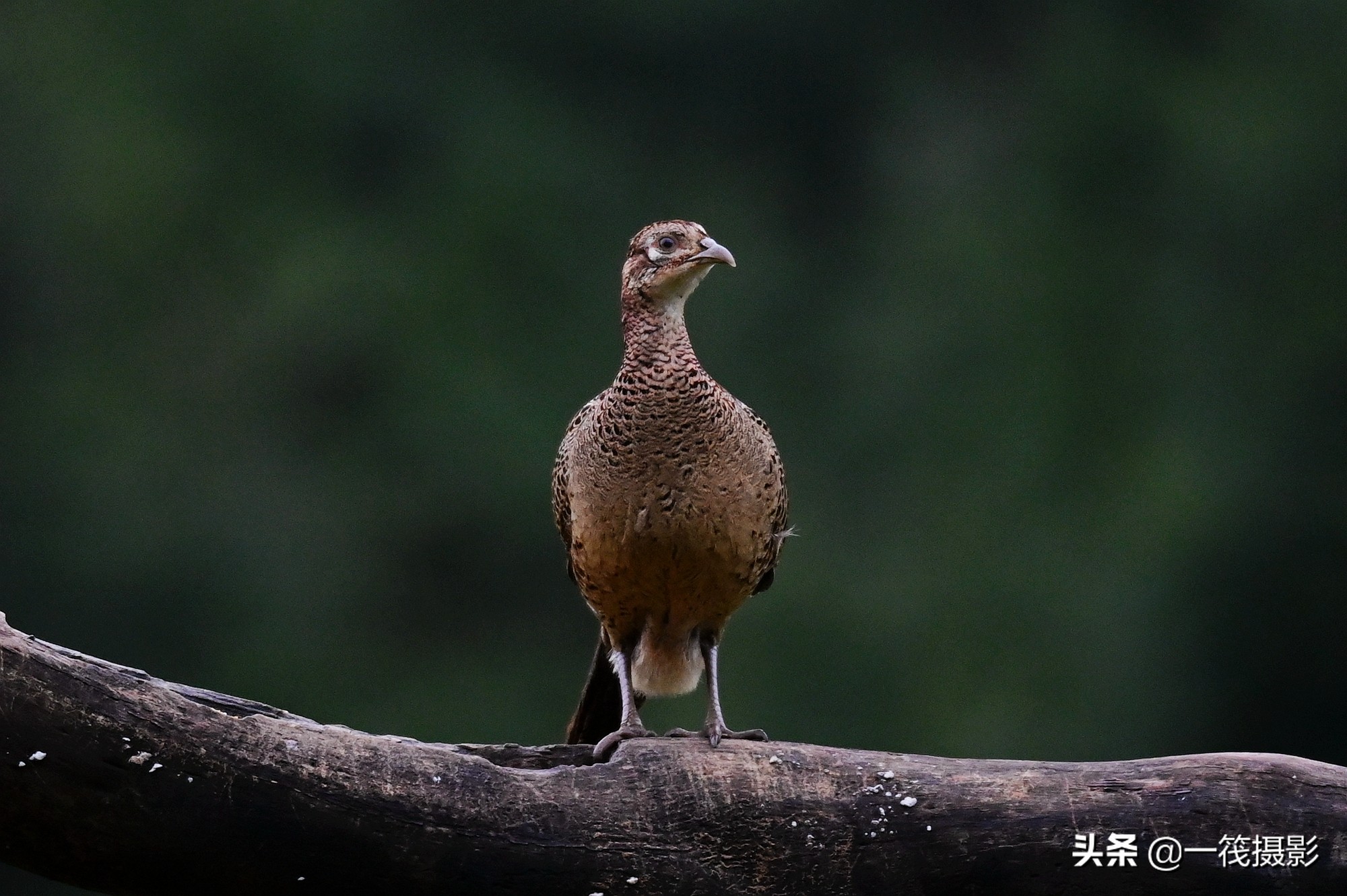 山鸡图片,山鸡哥古惑仔头像