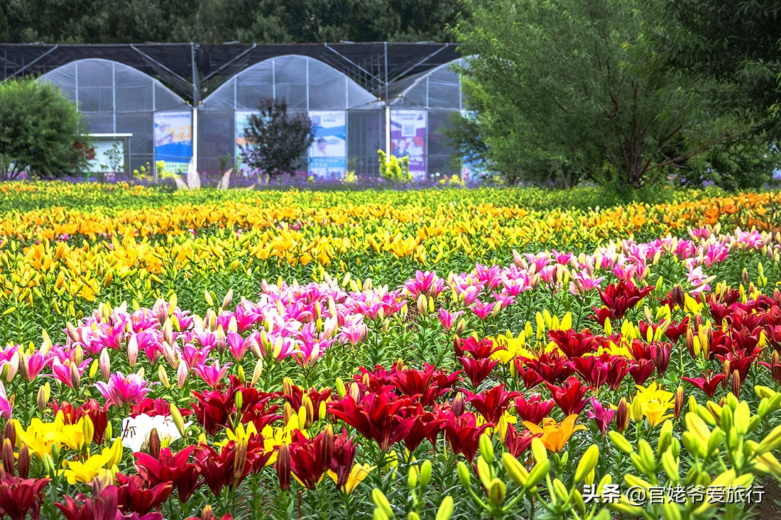凌源花卉市场西北今日价格,凌源花卉市场批发价格表-爱妻自媒体