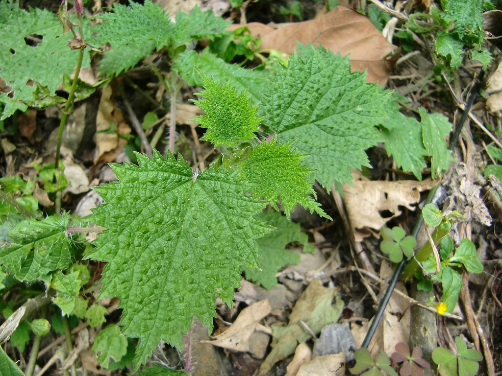 中药材麻叶荨麻