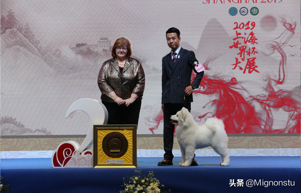 犬展世界杯美(2019年世界杯犬展“犬王”全展示)