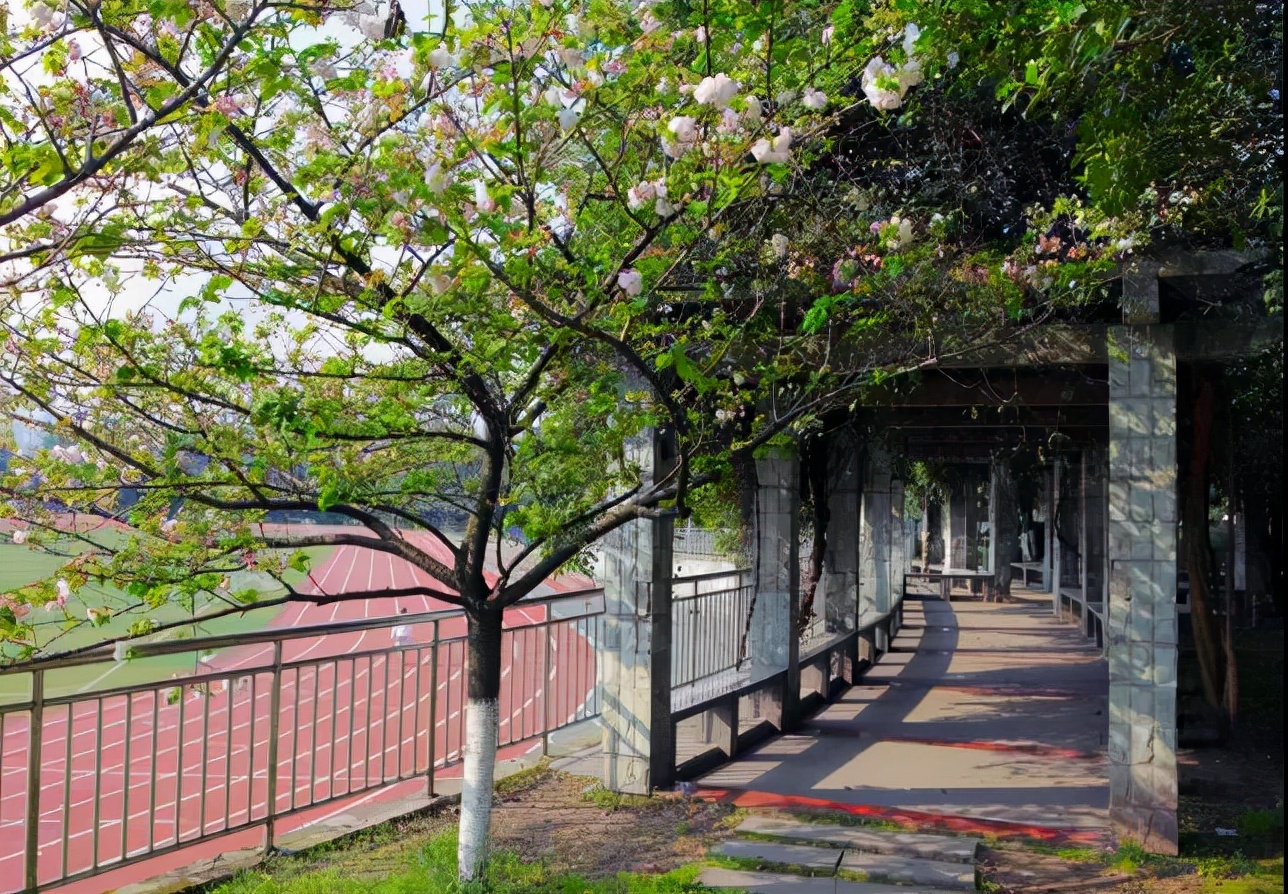 大隐于市的“实力派”：字水中学