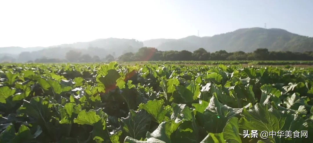 钱大妈“供”鲜力 | 地标产品迟菜心传承增城味道，助力农业振兴