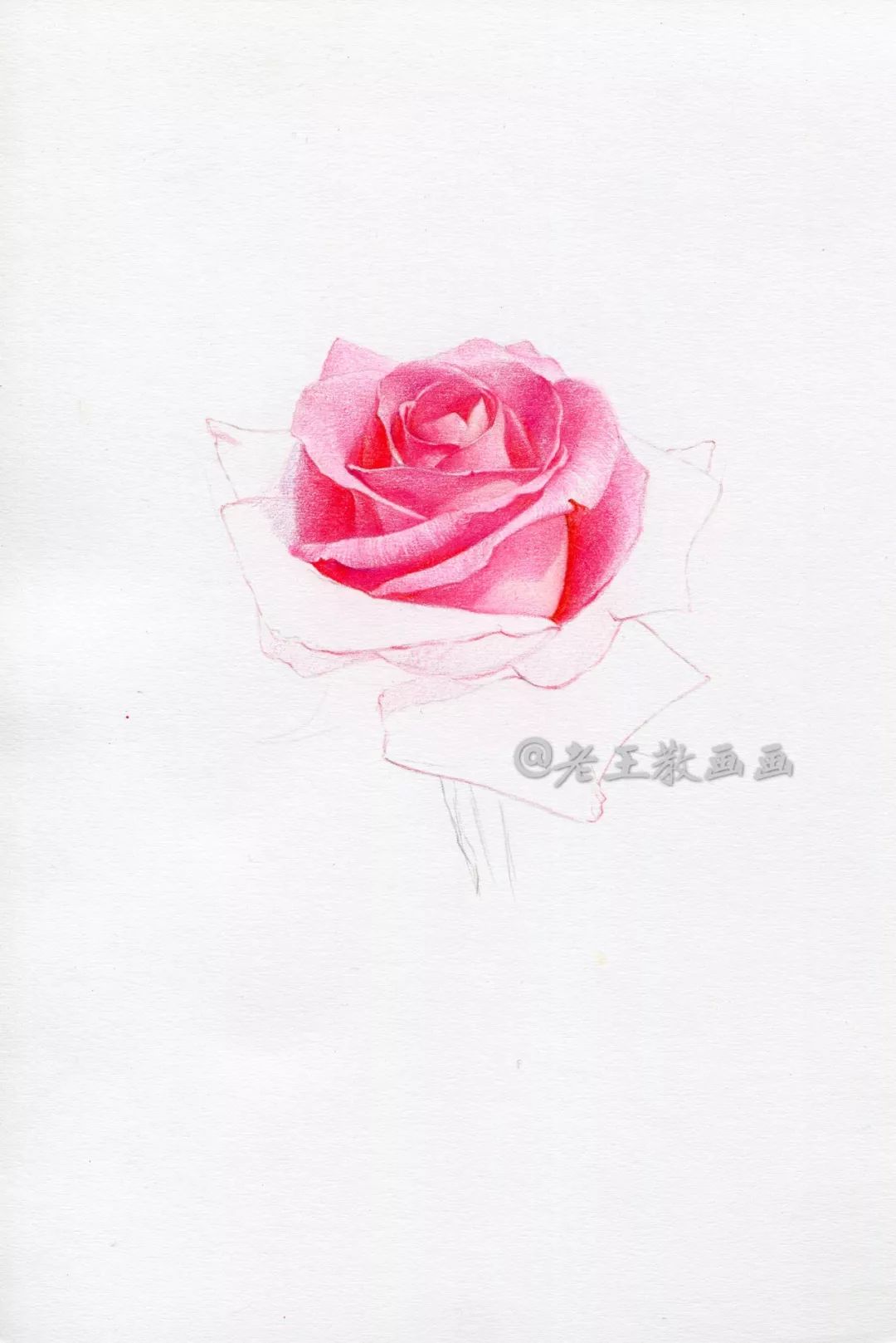 简笔画:手绘铅笔画"一枝红玫瑰"