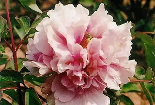 100种名贵牡丹鉴赏 绘画好素材（报花名）