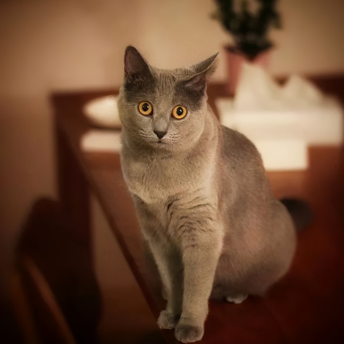世界上第三种蓝猫,撞脸英短,智商超群,却也是个迷人的小可爱