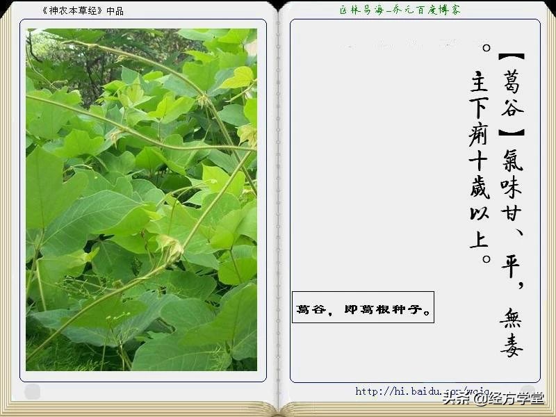 《神农本草经》全册图文解析 建议收藏