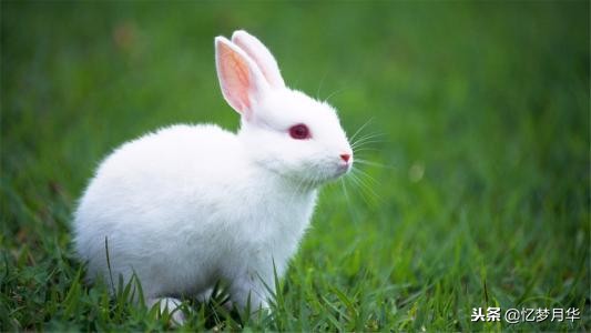 小学生日记训练营第22期：观察日记（10）——可爱的小白兔