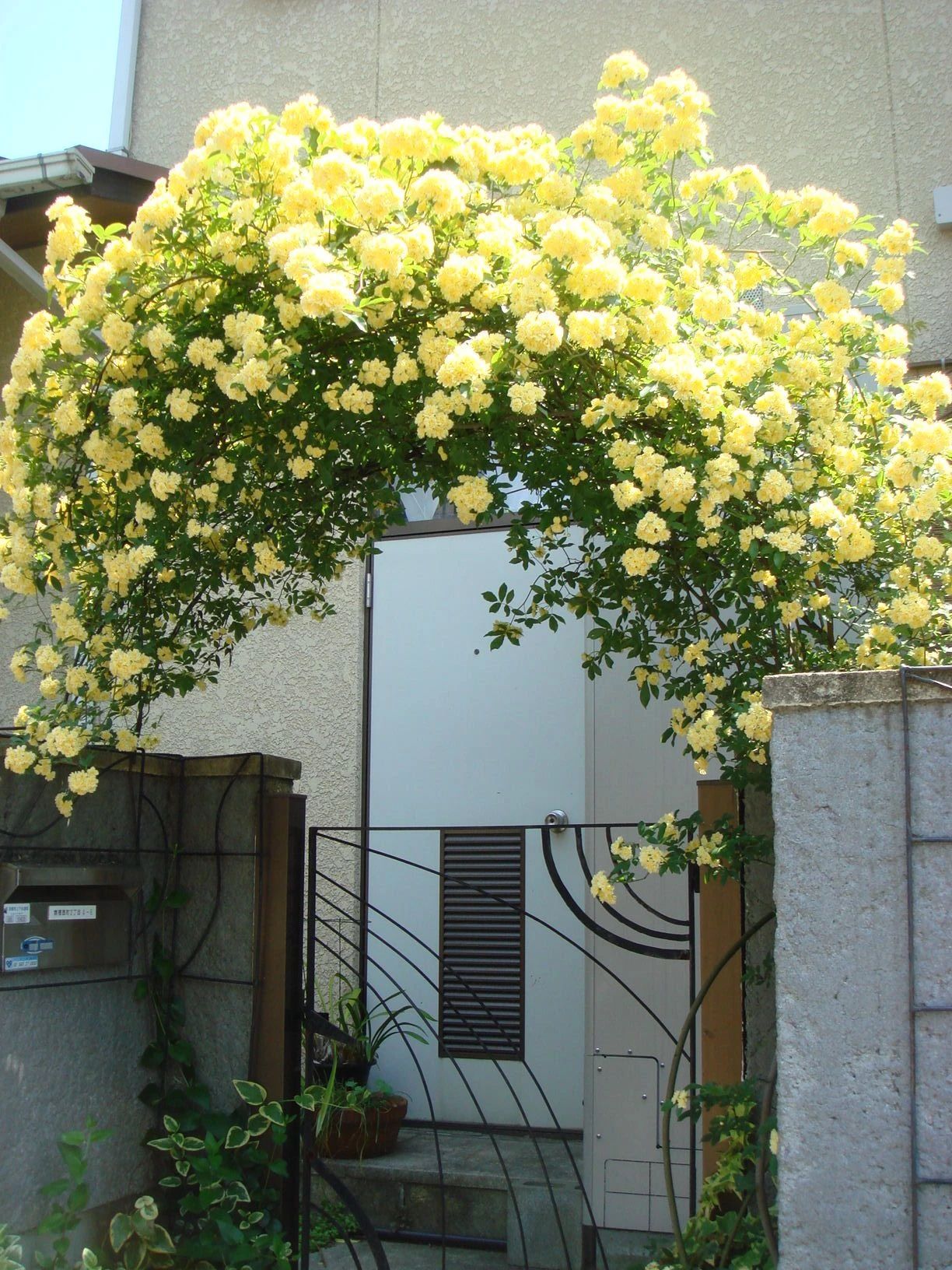 木香花的缺点（木香花为什么不能种在家里）