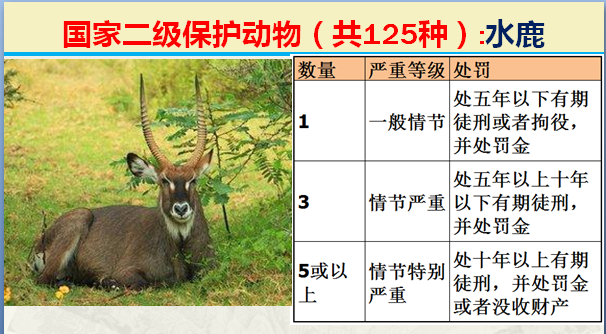 二级保护动物（国家最新125类二级野生保护名录）