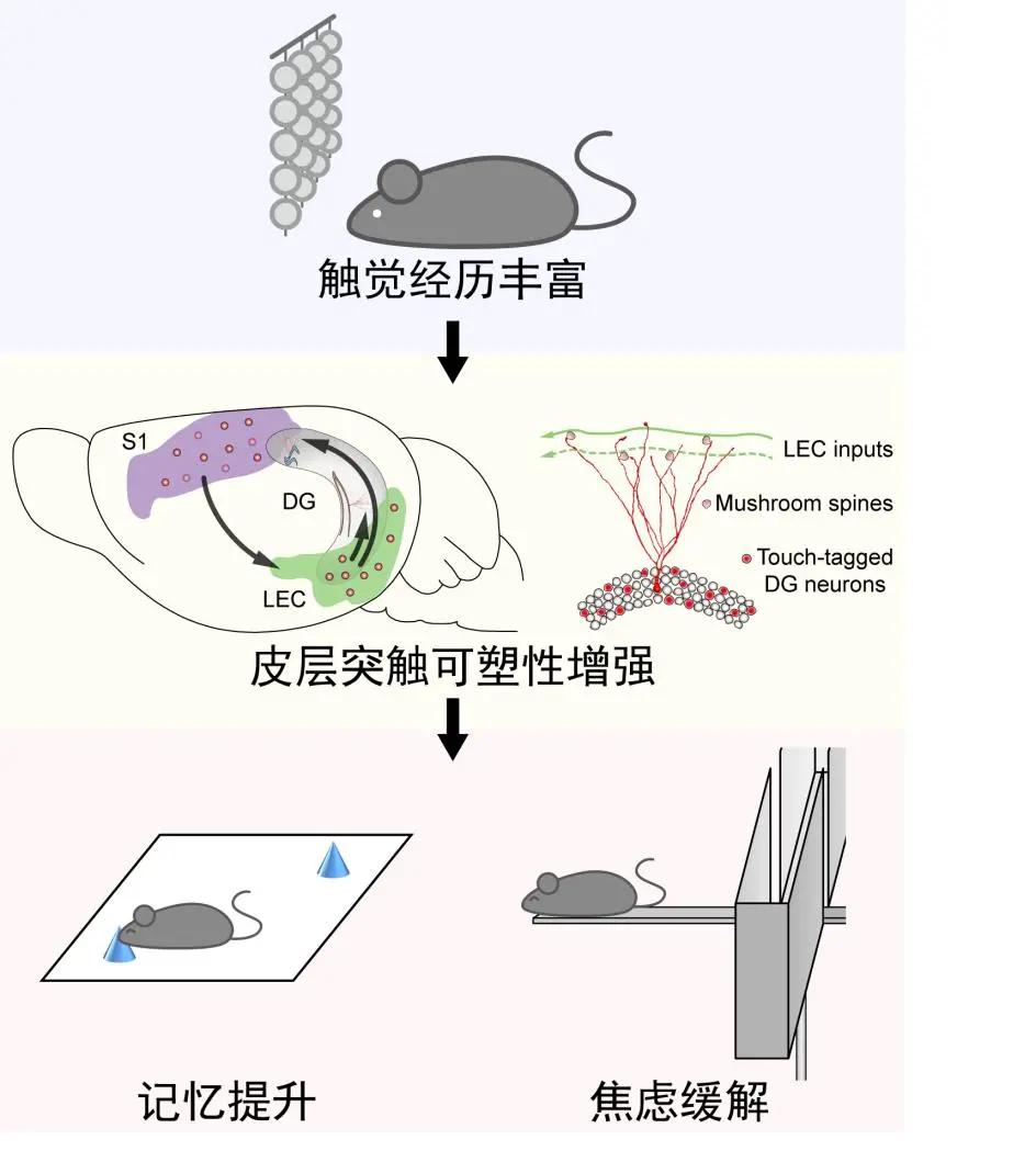 浙江大学脑科学与脑医学学院成立一周年！科研成果汇编