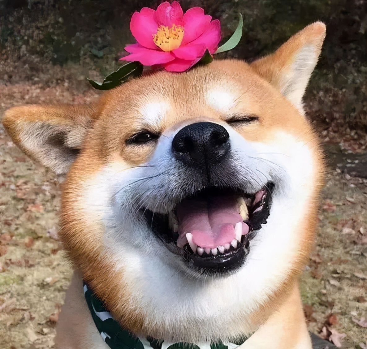 柴犬有招财进宝的寓意,希望大家在新的一年,财源滚滚,发大财.