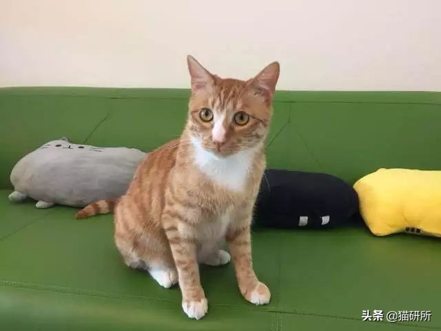 猫砂是什么材料做的（水晶猫砂是什么材料做的）-第15张图片-科灵网