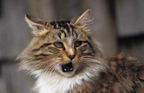 猫咪突然打嗝，看起来很滑稽，但你了解猫咪打嗝的那些事吗？