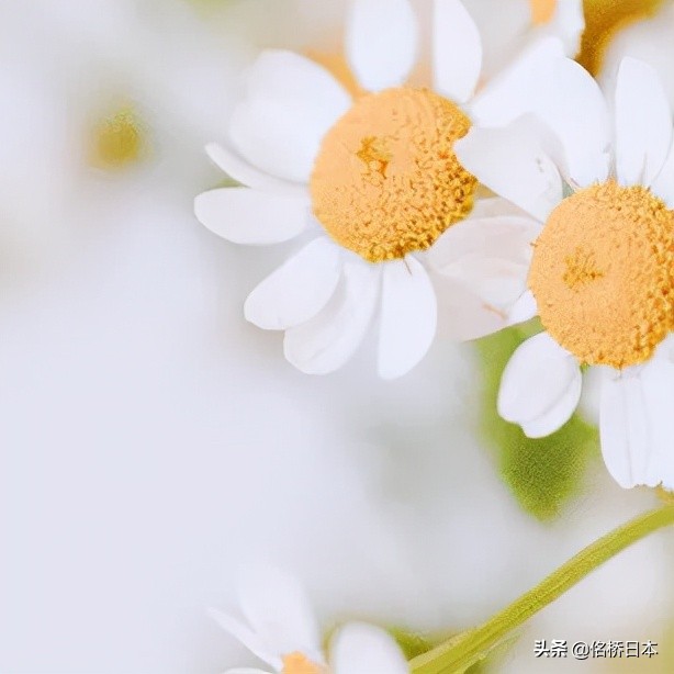 好消息：庆应义塾大学取消校内考，择校范围扩大