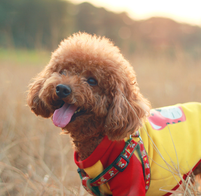 泰迪犬很可爱，但是养它的坏处不少，你都知道吗？