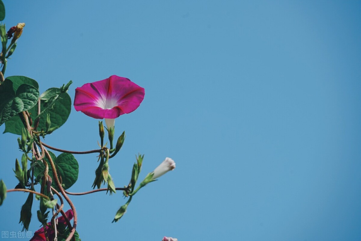 当如夏花：花开如火也寂寞，过尽千帆自泰然