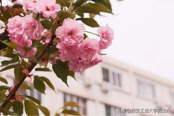 成果亮相阅兵式，走出航空首席专家！揭秘西安工大“硬”实力