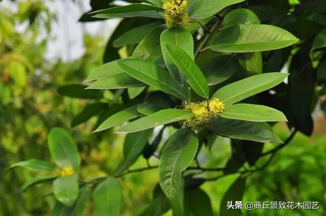 常绿乔木有哪些（70多种常用常绿乔木图例宝典）