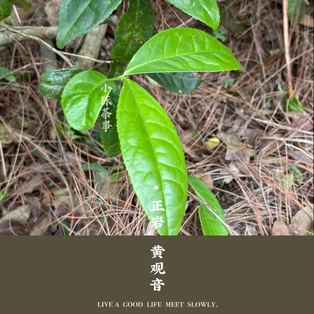 老树黄观音,优雅花香包在稠滑茶汤里,既重香又重水的完美之作