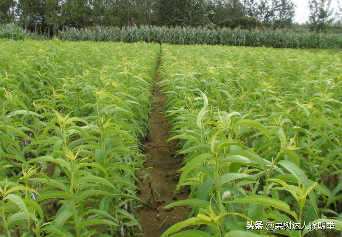 桃树夏季嫁接时间和方法（桃树夏天嫁接时间和方法）-第15张图片-昕阳网