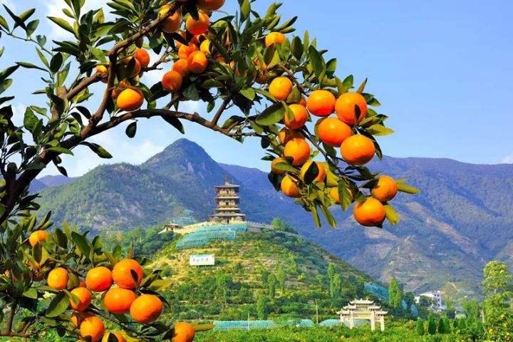 苏轼诗句“一年好景君须记，最是橙黄橘绿时”写的是什么季节？