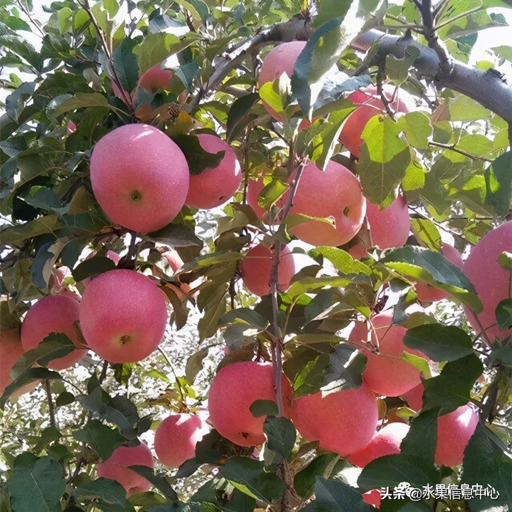 蘋果的產地,蘋果的產地主要在哪里