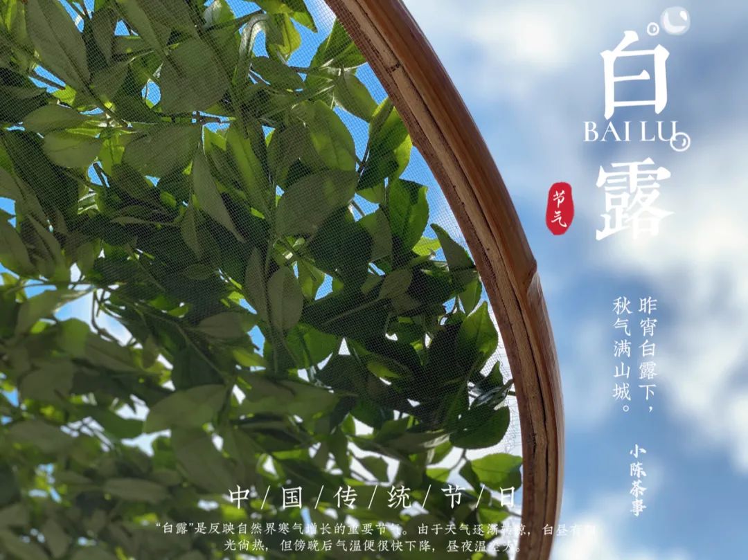 蒹葭苍苍，白茶生霜，在白露节，谱一曲2021年白露茶的丰腴甘润