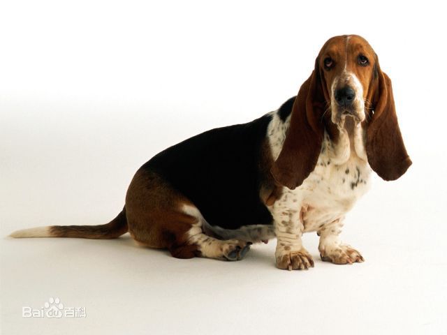 世界杯茶杯犬(宠物狗百科全书（上）中小型犬有哪些品种？各有怎样的性格特点？)