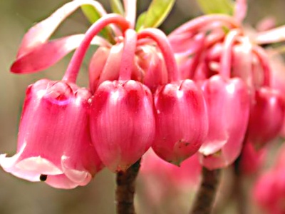 灯笼花怎么养（灯笼花的正确养殖技巧分享）