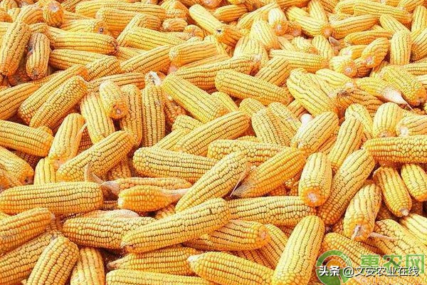 咸阳今日玉米干粮价格「今日玉米干粮价格」