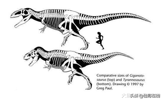巨兽龙和霸王龙的区别（一文讲解白垩纪最强的王者）