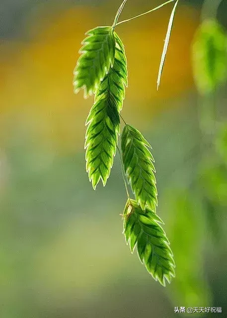 诚信顶天，善良立地！（写的真好）