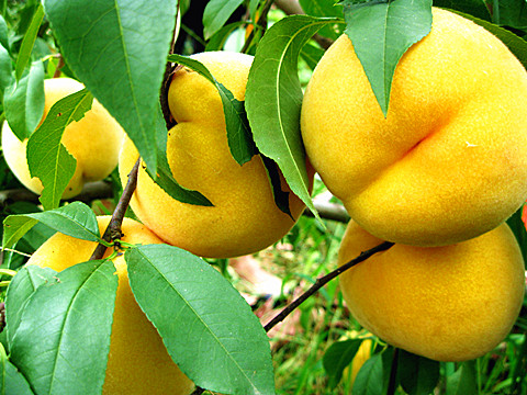 1500 倍液,可有效防治炭疽病,细菌性穿孔病,褐腐病,煤污病,桃潜叶蛾