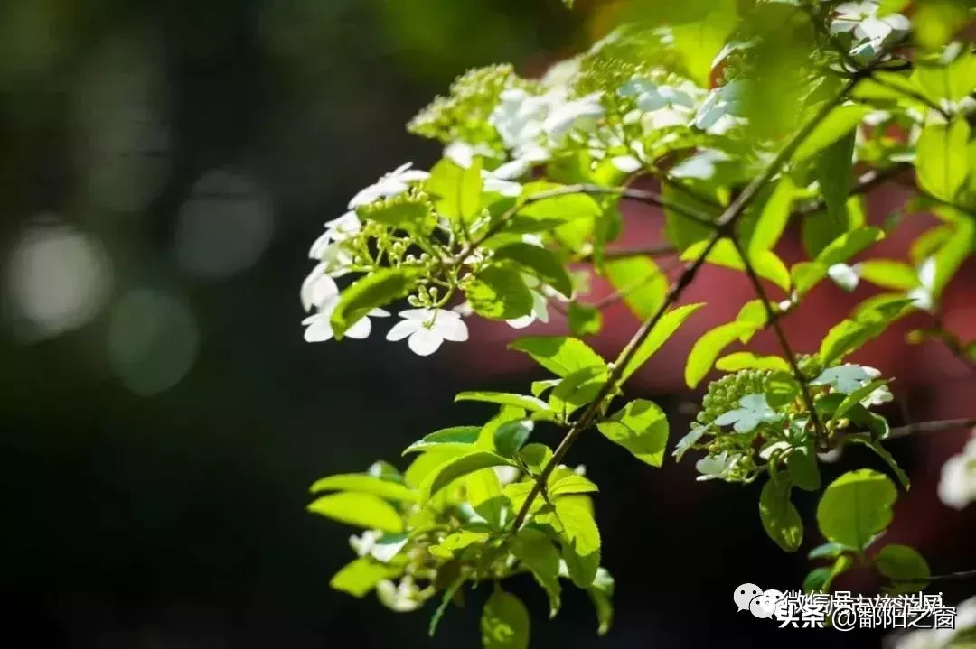 扬州烟花三月时绽放满城的琼花，几个最佳观赏地推荐！