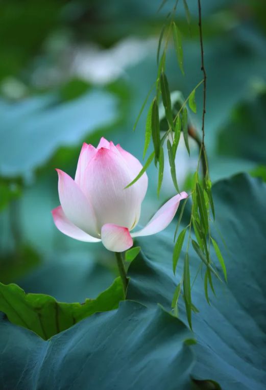 「诗词鉴赏」诗中自有凉风吹—三伏盛夏,品读古诗词中的消暑纳凉