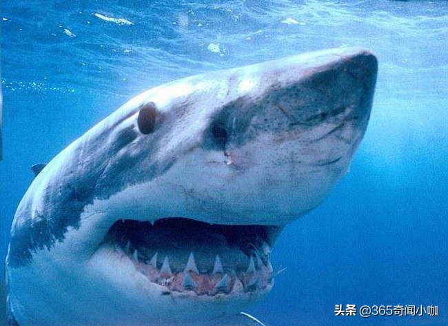地球十大最凶猛鲨鱼，第八和恐龙一样珍贵，濒临灭绝