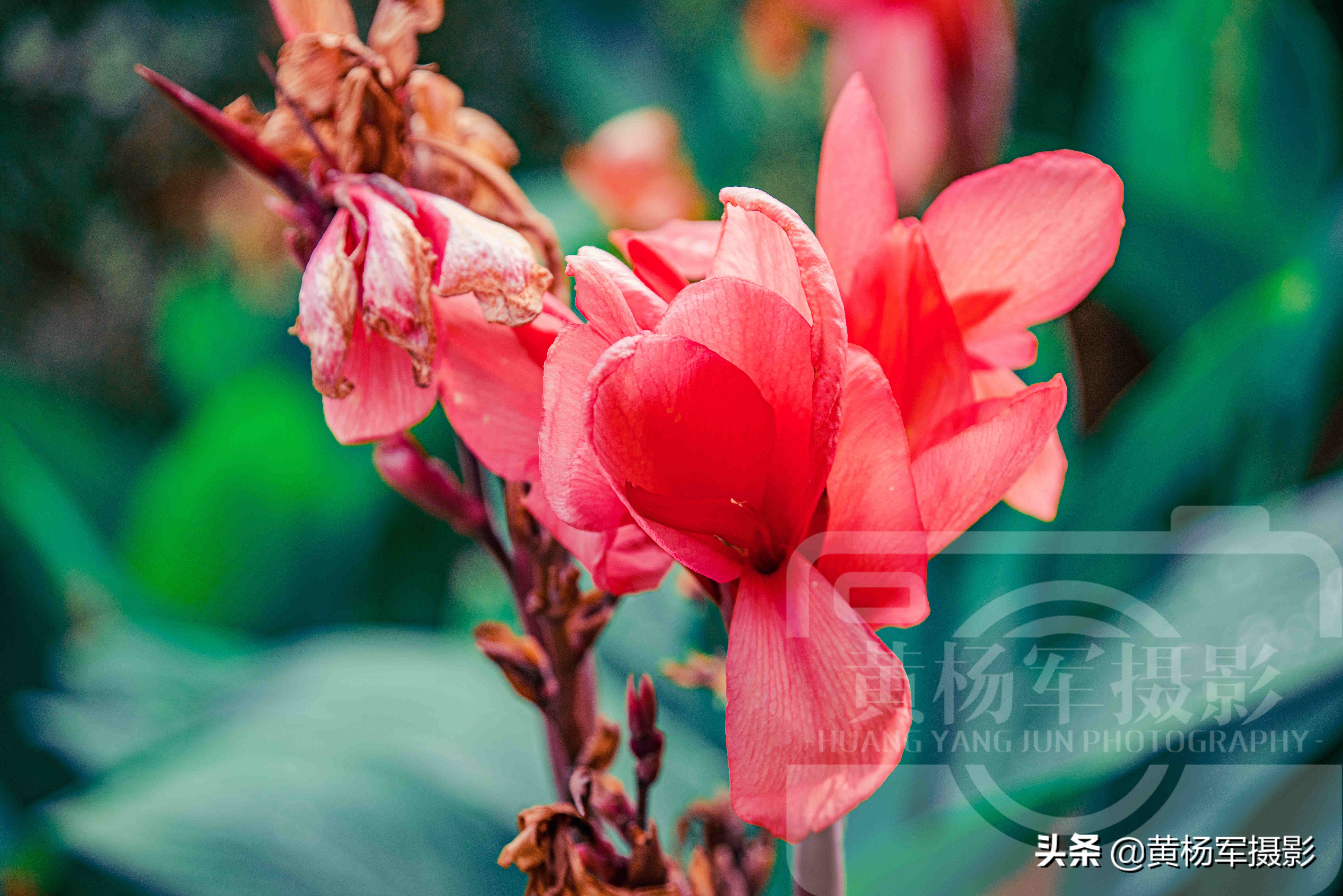 美人蕉什么时候开花（鉴赏盛夏时节花开娇艳的美人蕉）