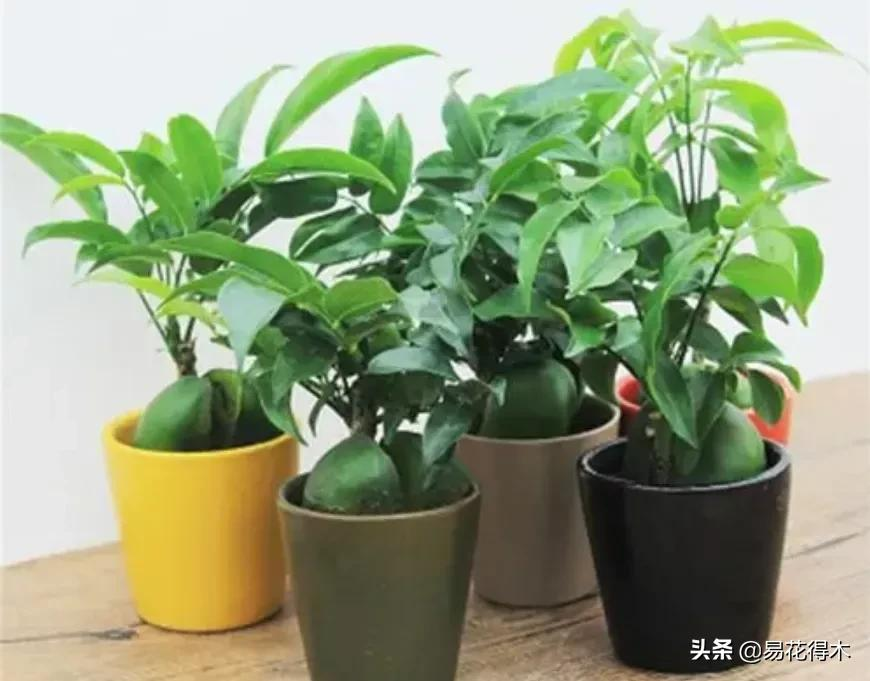 元宝树图片（详解绿元宝树的介绍与栽培方法）