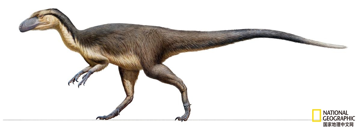化石迅猛龙(澳大利亚发现距今118亿年的恐龙羽毛化石)