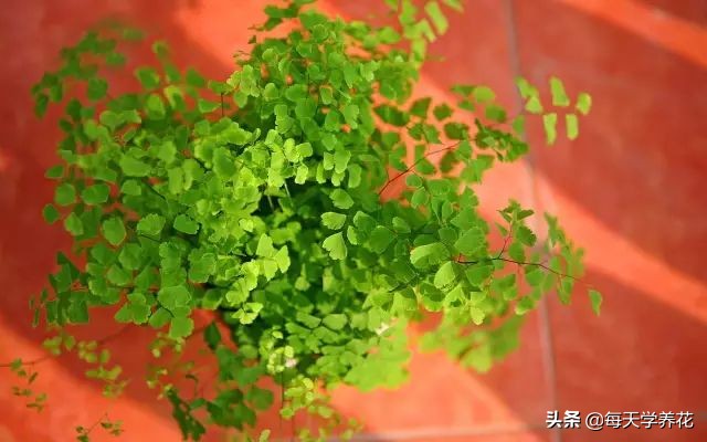 7种 · 最“文气”的茶室绿植