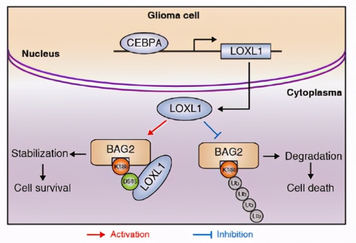5位院士坐镇，创下世界首个，还坐拥“超大”网红校园，这所大学火了！