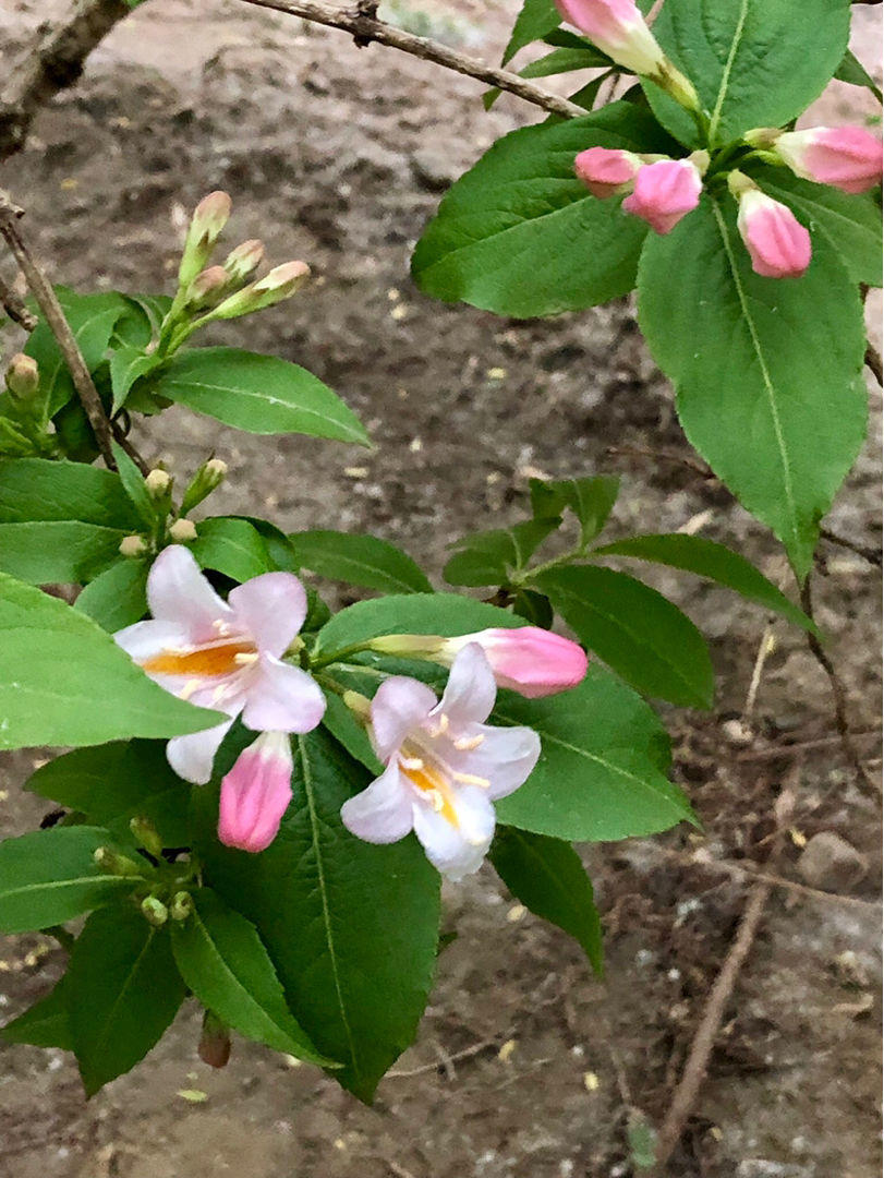 锦带花发芽图片