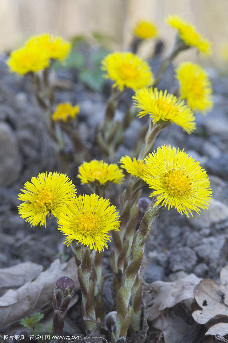 【药用】本品为菊科植物款冬的外开放的头状花序.