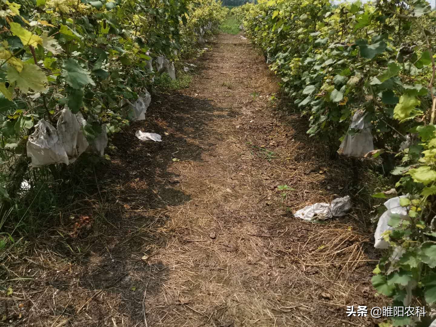 自制除草剂（自己配制的广谱性除草剂持效期可达60天）