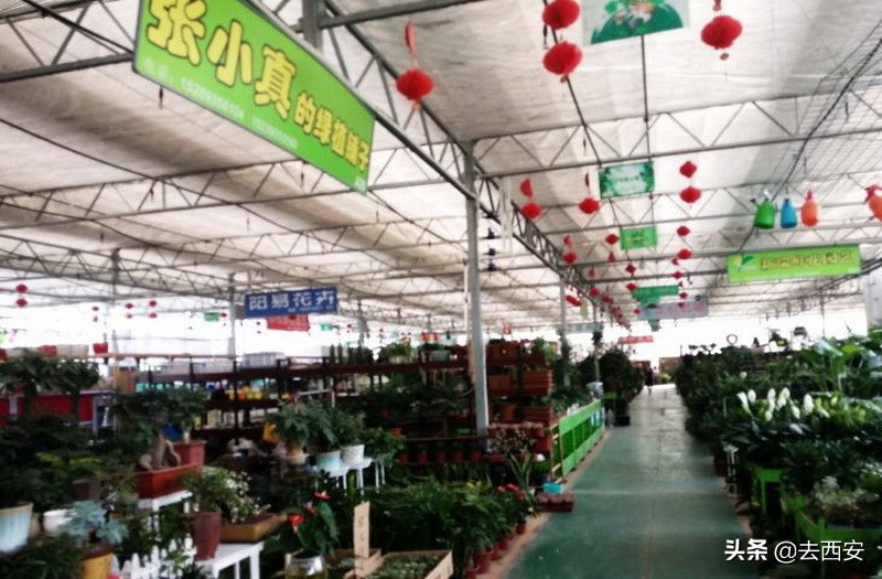 新春买花去哪里？十元能买一堆多肉植物，看看西安这6大花卉市场