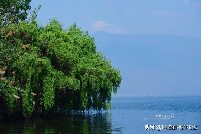 柳树什么时候发芽（山东柳树什么时候发芽）-第43张图片-巴山号