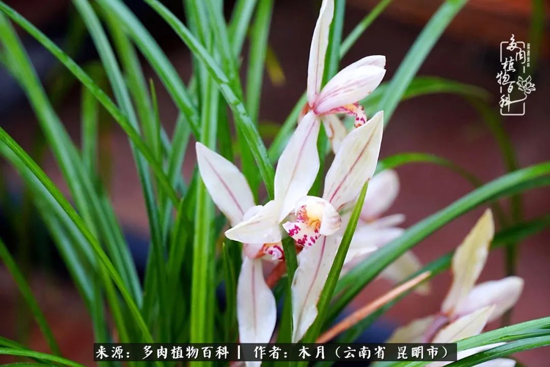 春，时光温婉，花开肉美，愿所有美好如约而至