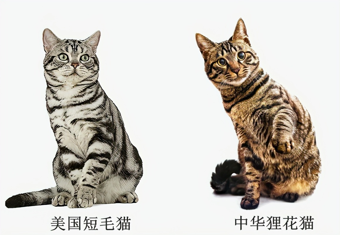 美短虎斑猫图片 价位图片