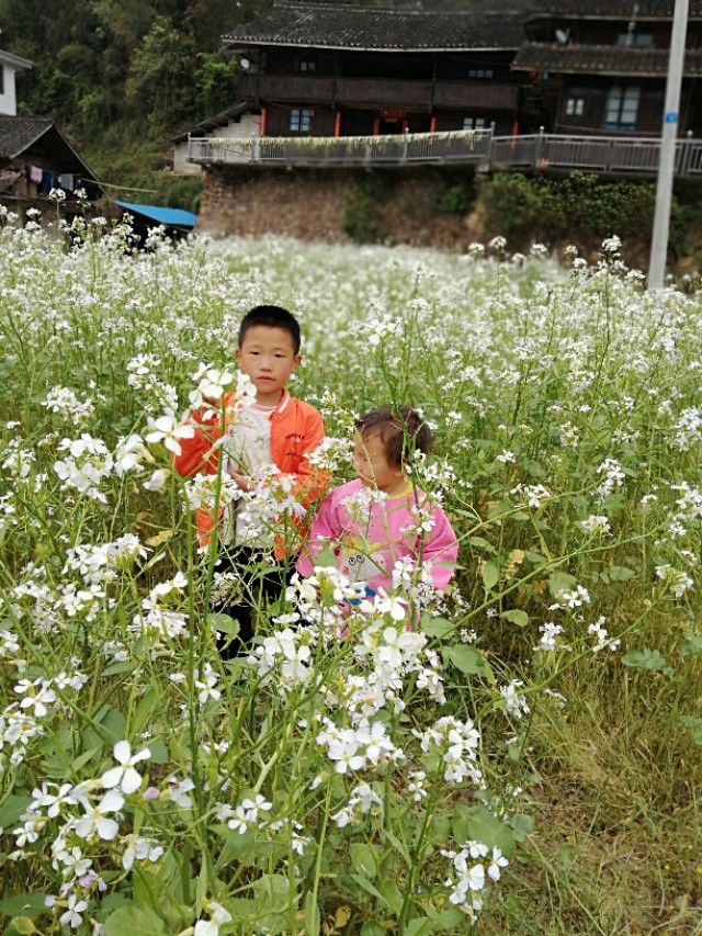 陌上花开，彩蝶翻飞，蜜蜂采蜜，这是一阙美丽的《蝶恋花》